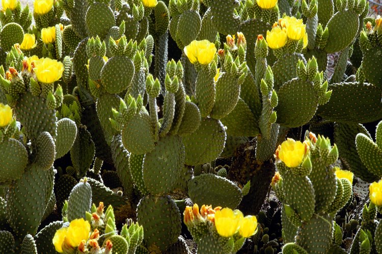 Los cactus segmentados o los que forman hojas son los mejores para realizar esquejes.