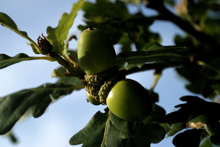 Los robles son conocidos por producir bellotas y por ser una fuente de madera para construir muebles, barcos y estructuras.