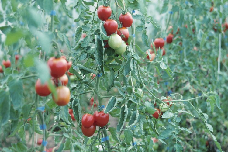 Las plantas de tomate que pierden las flores no producen frutos.