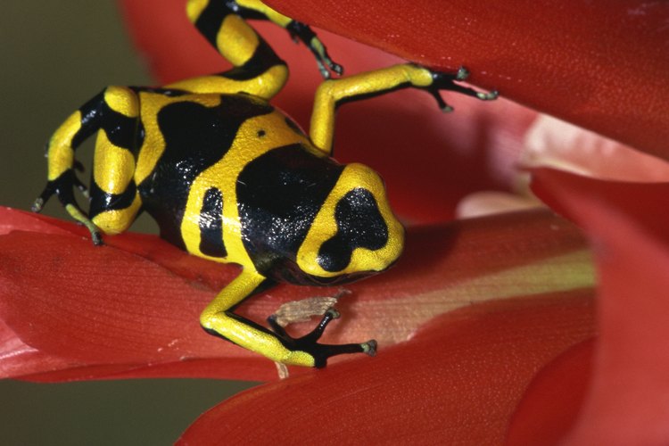 Los colores en las ranas son señal de que son especies venenosas.
