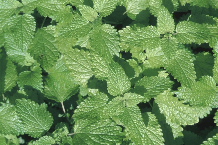 Las plantas de menta crecen rápidamente y necesitan la poda regular.
