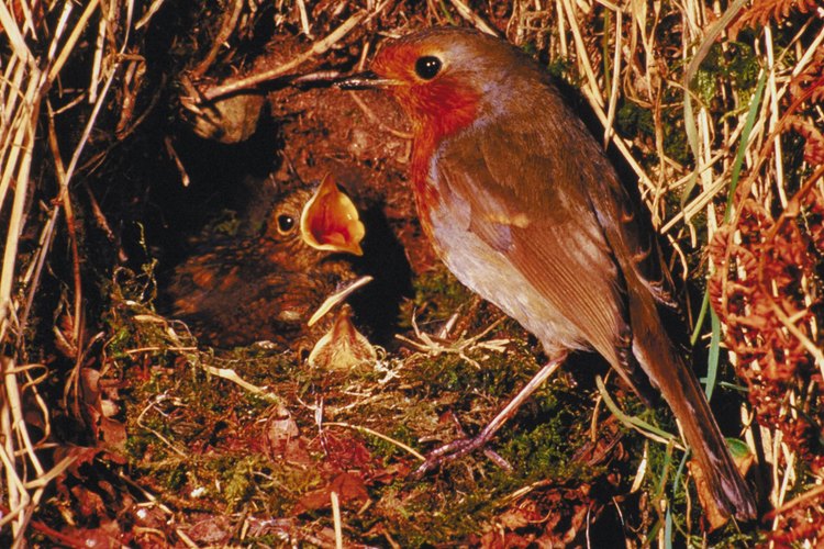 Cómo alimentar a un pájaro petirrojo.
