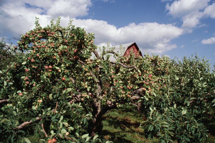 Los manzanos son uno de los frutales más comúmente plantados en los jardines caseros.