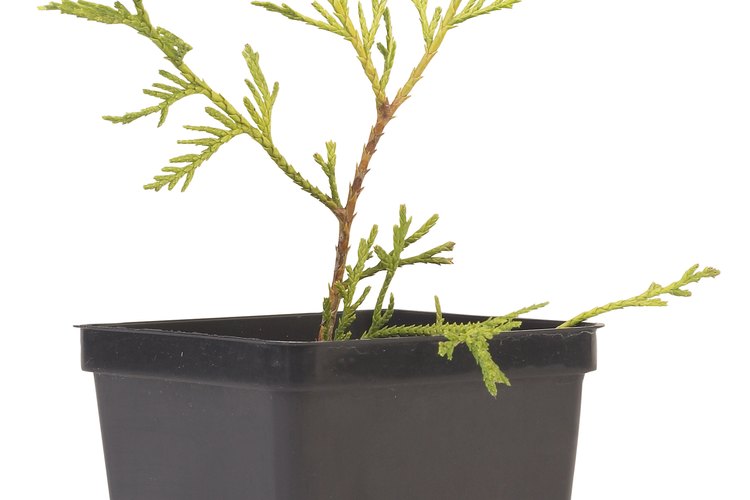 El cedro deodara (cedrus deodara) es el de crecimiento rápido de los cedros verdaderos, aunque no es más rápido que otros árboles mencionados.