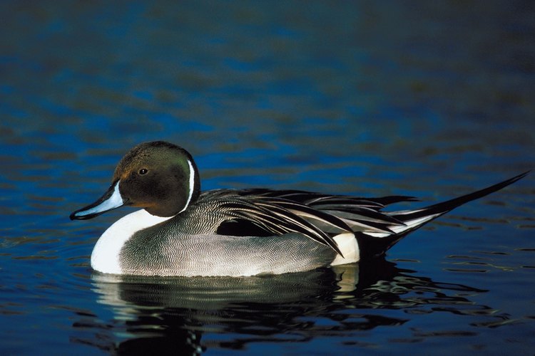 A esta especie también se la conoce comúnmente como pato golondrino.