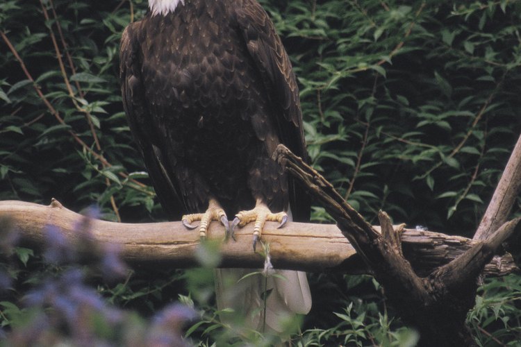 El águila calva se puede observar en Spenceville Wildlife Area.