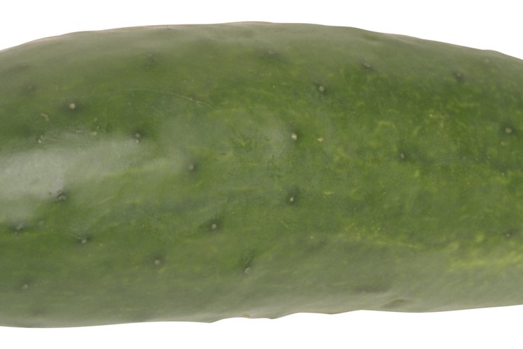 Cuando la flor muere de nuevo, el pepino como tallo madura en un pepino.