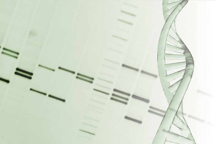 El ADN, el código genético biológico, es una macromolécula importante para los seres vivos.