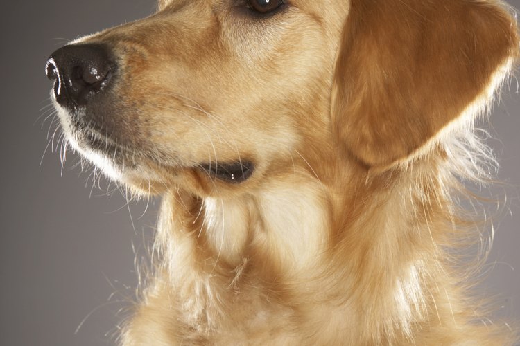 Cachorro de labrador retriever.