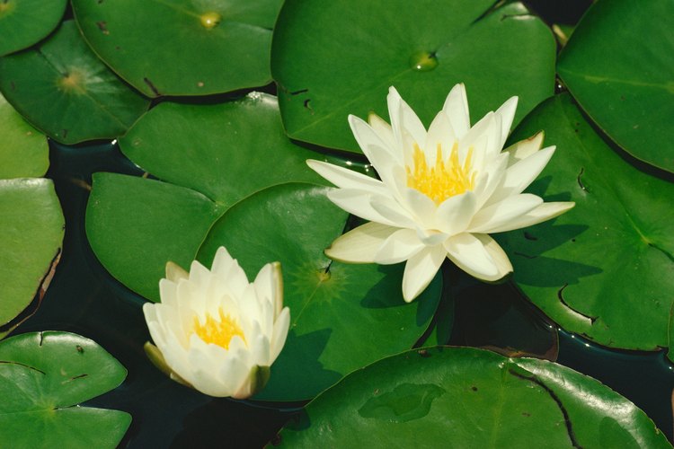 Las plantas acuáticas liberan oxígeno disuelto en el agua.