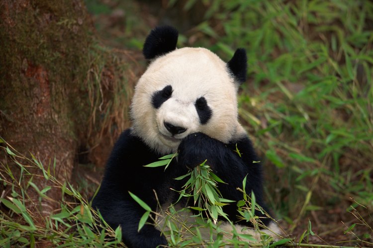 Oso panda o panda gigante