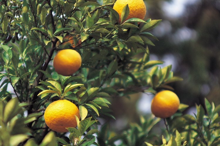 Una infestación de moscas blancas intensa puede dañar las hojas y las frutas de los cítricos.