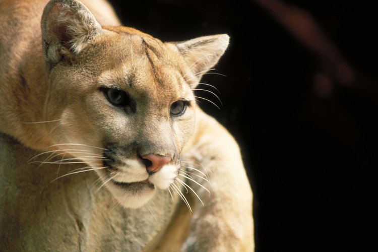 El puma es sólo uno de los muchos miembros de la familia de las panteras.