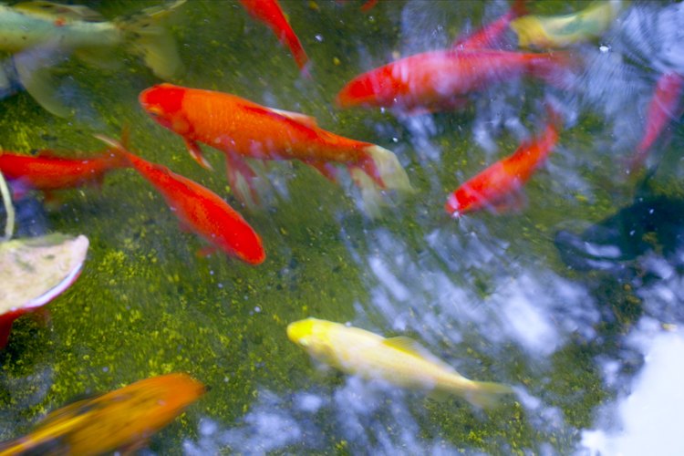 Los peces koi bebés necesitan ser criados en un tanque o los peces koi del estanque se los comerán.