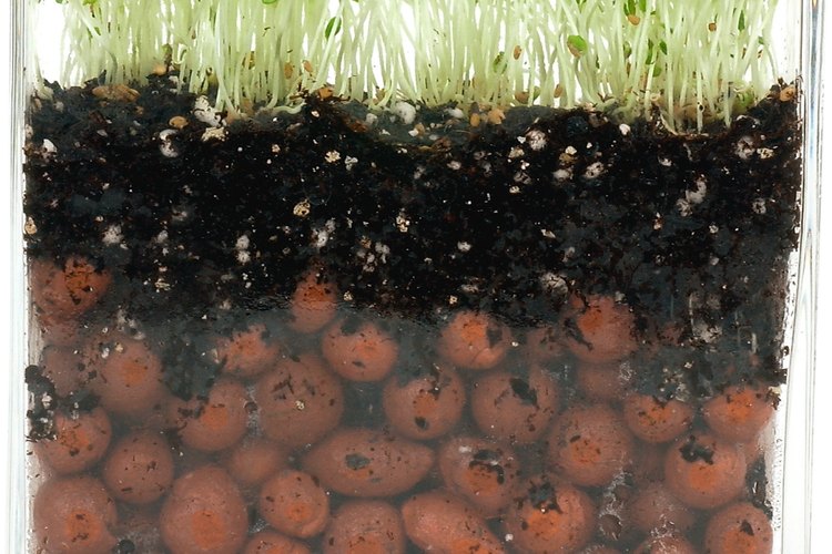 Un manto acuífero poco profundo permite que la vegetación se enraíce en una mayor extensión.