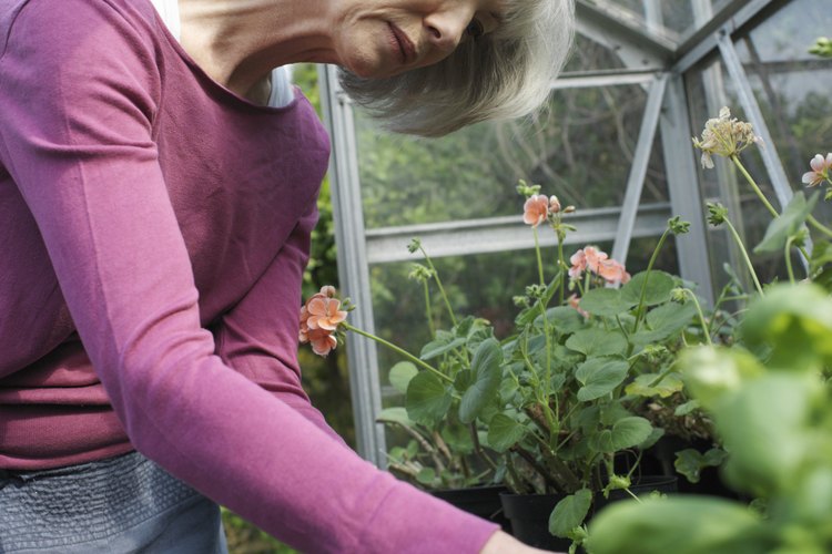 El otoño es una buena época para plantar semillas de bulbos.