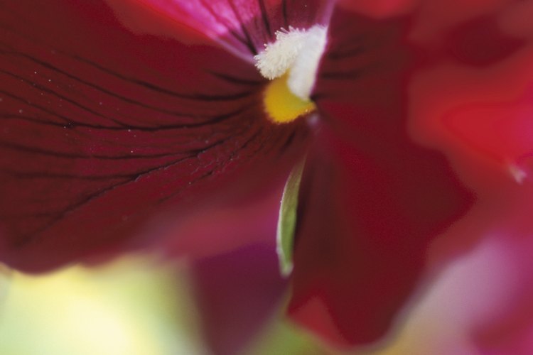 Los pétalos de flores dicotiledóneas se encuentran generalmente en múltiplos de cuatro o cinco.