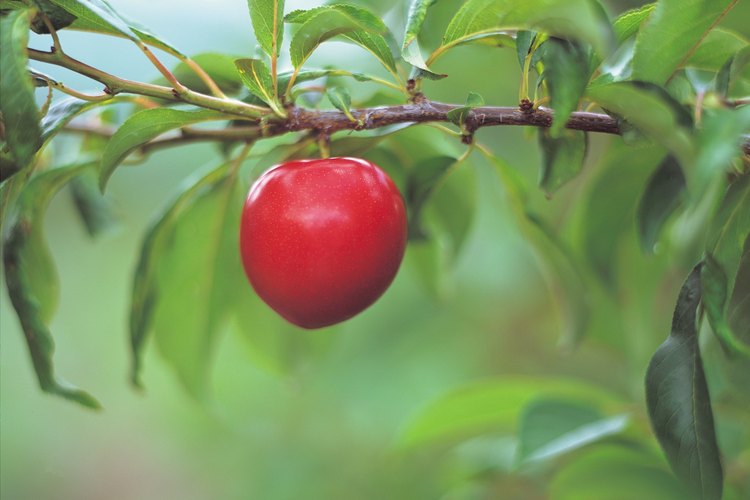 Pequeños árboles frutales