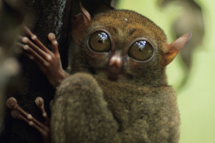 Filipinas es el hogar de miles de plantas y animales.