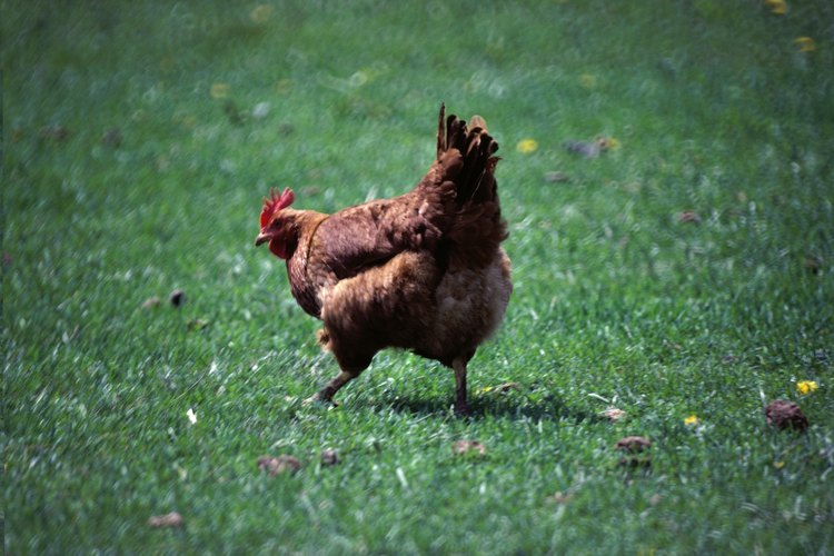 Los bebederos automáticos para pollos son prácticos, pero pueden ser muy costosos.