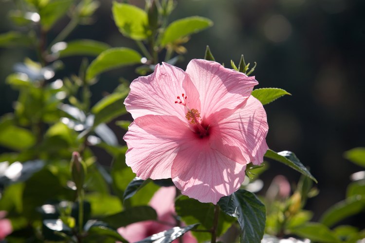 La flor del hibisco doble tiene dos capas.