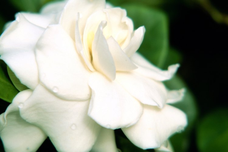 Las gardenias cultivadas en interiores necesitan un lugar soleado para crecer.