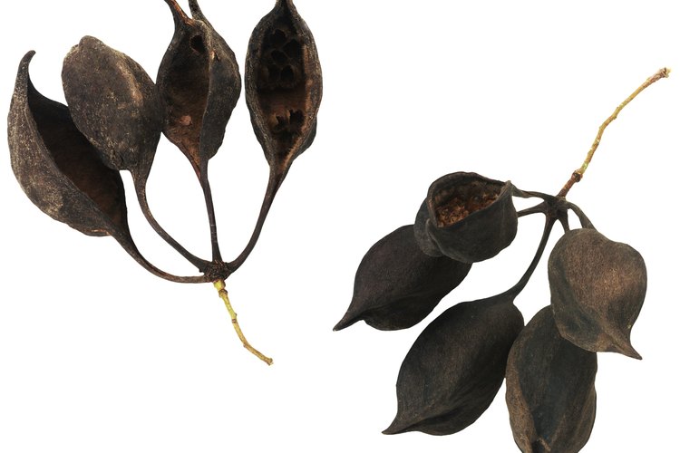 Las plantas producen sus semillas en una variedad de maneras.