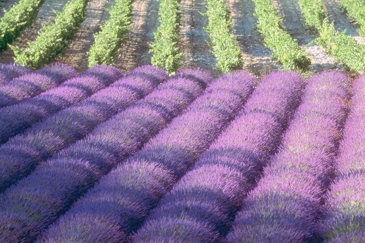 La lavanda atrae a las abejas melíferas.