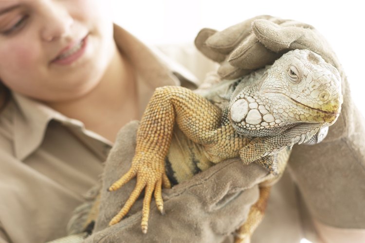 Los cuidadores de zoológico deben de tener experiencia trabajando con animales.