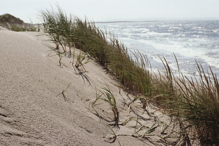 Las gramíneas en una duna de arena deben tolerar las condiciones de viento y de sal.