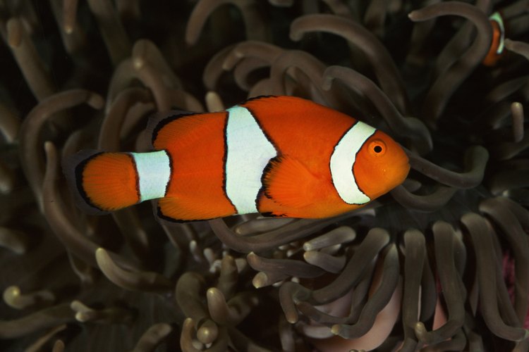 El pez payaso es un pez común de agua salada para el acuario.
