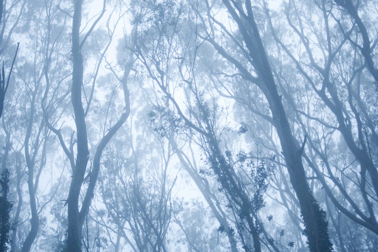 Un bosque de eucaliptos.