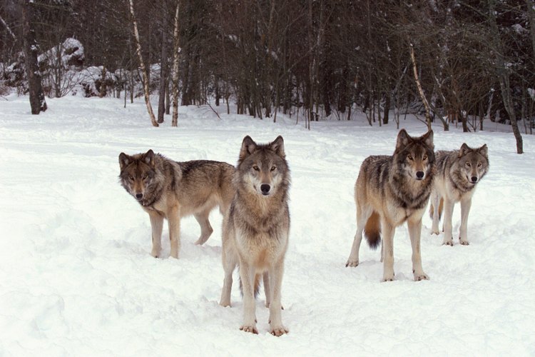 Los lobos viven en manadas de lobos relacionados.