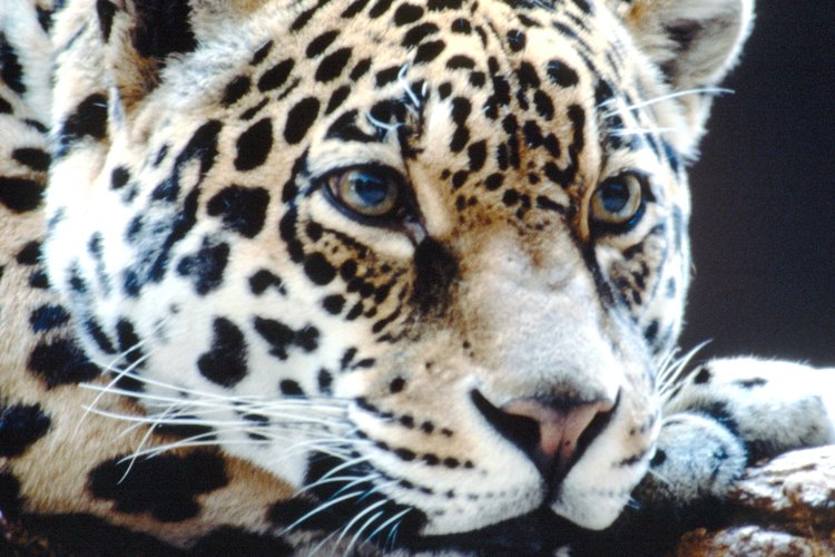 Los leopardos son depredadores de primera nivel en casi cualquier gama.