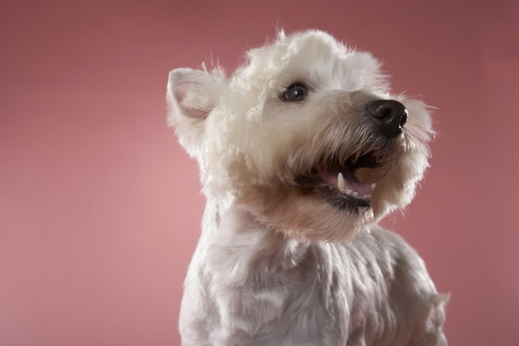 El West Highland White Terrier es un encanto.