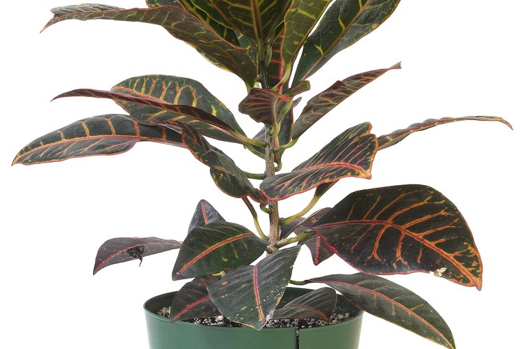 Las cochinillas lucen como algodón e infestan las plantas comúnmente.
