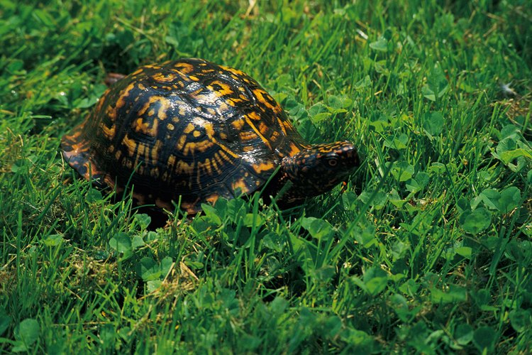 Todas las tortugas son fuertes nadadoras, incluso las especies con los pies palmeados en vez de aletas.