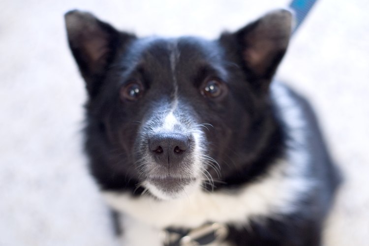 Los border collie reaccionan por instinto a los objetos en movimiento.