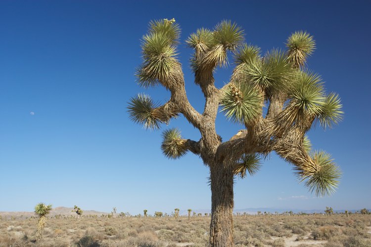 El árbol de Joshua es una planta de yuca muy conocida.