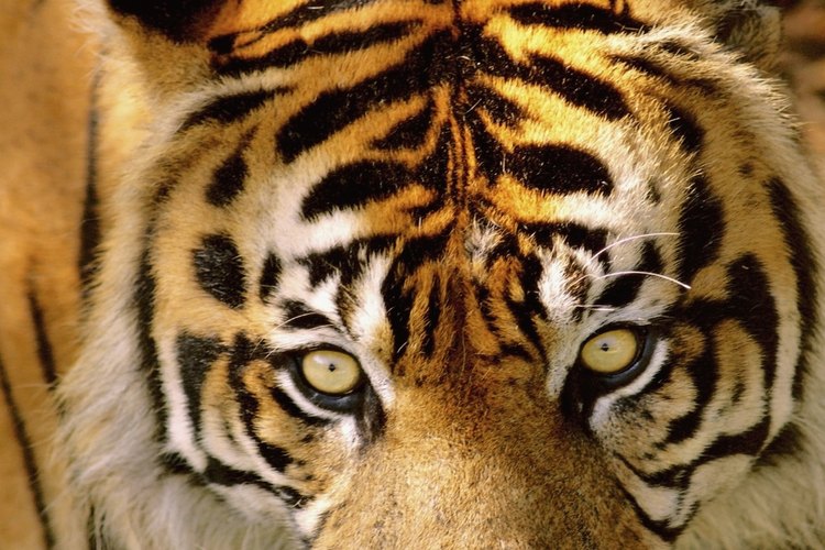 Los tigres son animales poderosos.