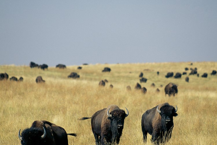 El bisonte, o búfalo, es una carne roja con menos grasa por onza (28,34 gramos) que la carne vacuna.