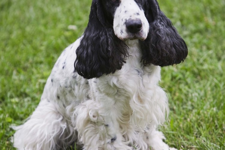 Hay muchos estilos diferentes de cortes para los cocker spaniel.