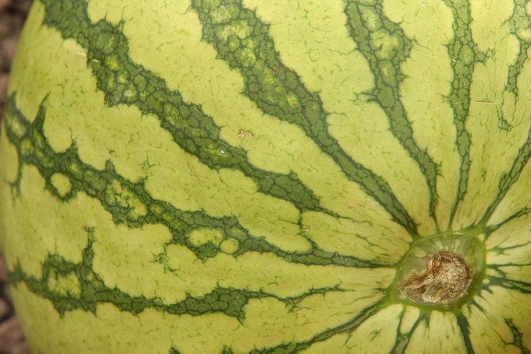 Las sandías sin semilla requieren una planta sembrada para la polinización.