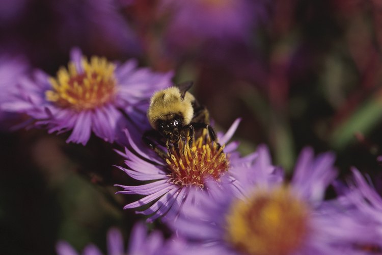 Las abejas ayudan a polinizar las flores y son fundamentales en toda la cadena alimenticia.