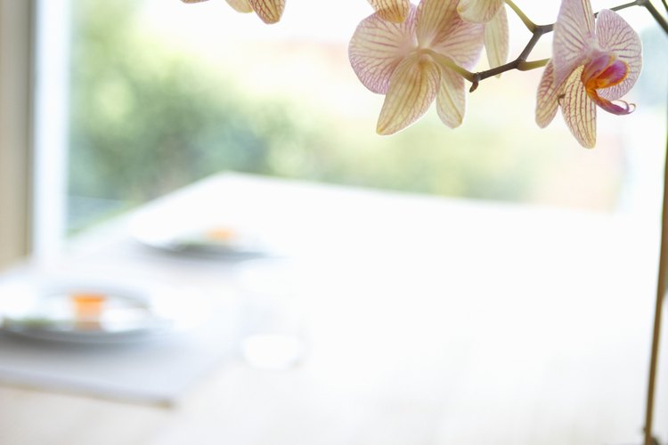 En comparación con otros tipos de plantas, las orquídeas pueden ser una de las más fáciles de propagar a partir de un esqueje.