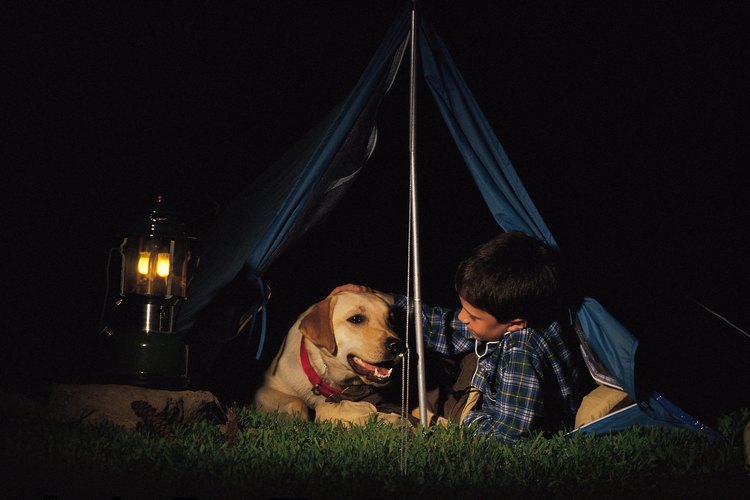 Los animales están permitidos en la mayoría de los campings cerca de Grand Teton National Park.