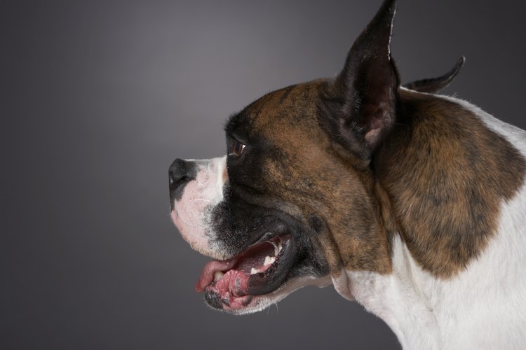 Muchas razas muestran pieles atigradas, por lo tanto determinar la raza de un perro atigrado depende de otros factores.