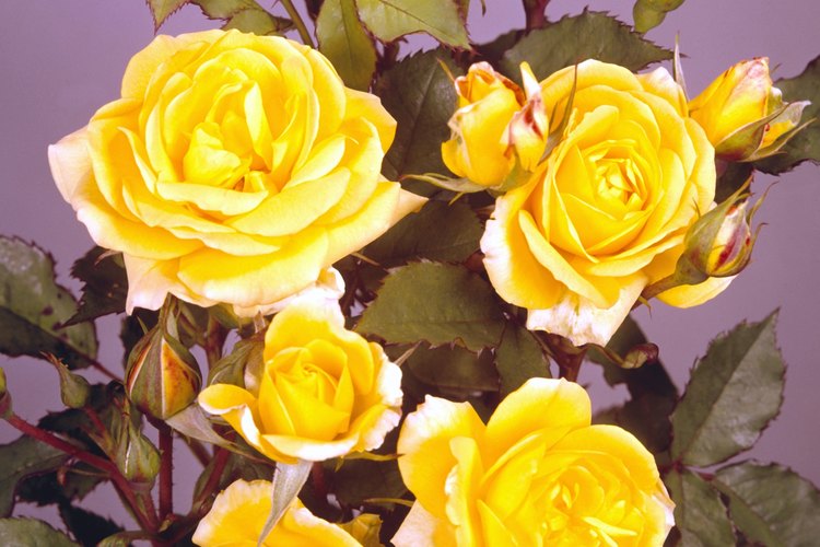 Aprende cómo hacer que las rosas cortadas duren más tiempo.