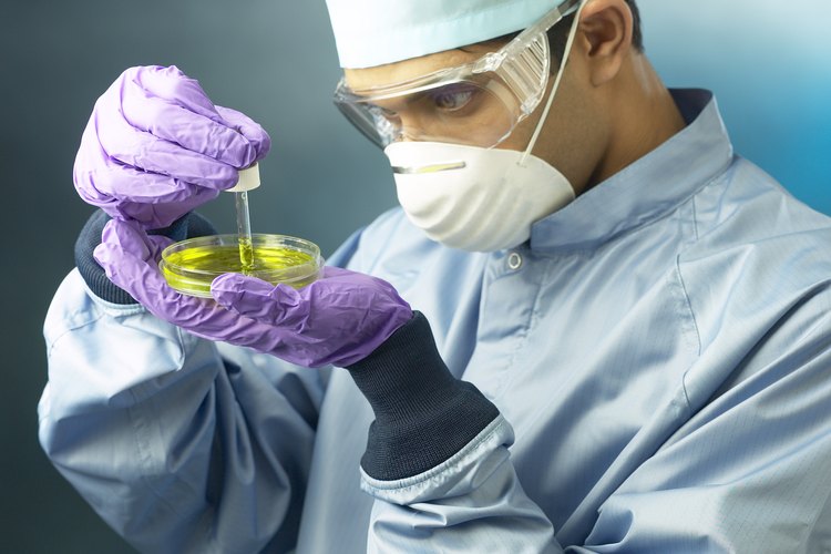 El escólex es la cabeza de un cestodo cuando está en la etapa larval o adulta, y esta cabeza se adapta para sujetar el animal sobre el intestino del huésped.