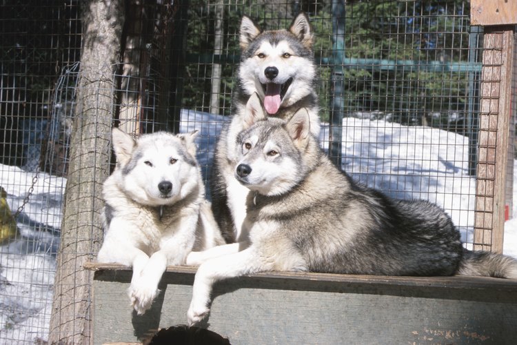 Los perros siberianos necesitan juguetes para morder grandes y duraderos.